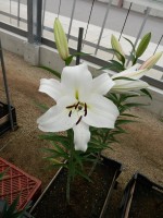 [4583 VH59 Tuparro No01.JPG]